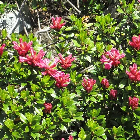 Lägenhet Alpenapart Walch *