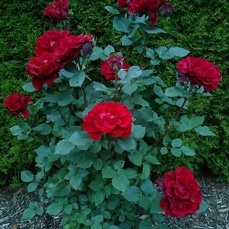 Lägenhet Alpenapart Walch *