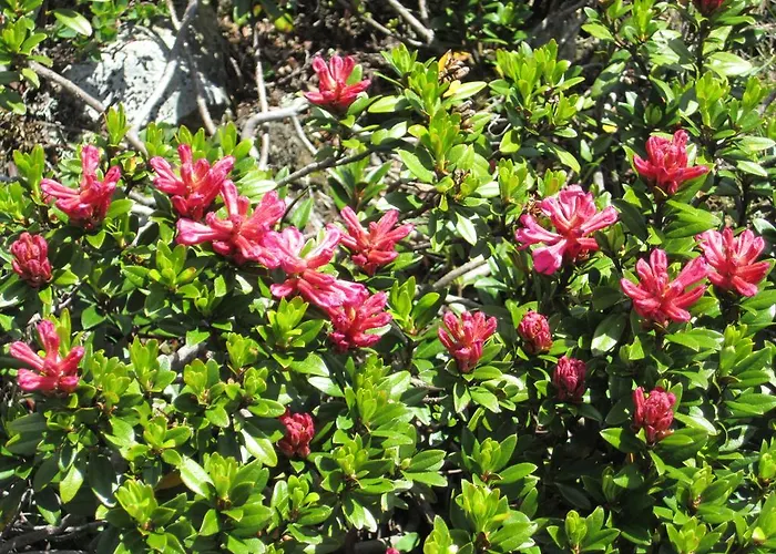 Appartamento Alpenapart Walch *