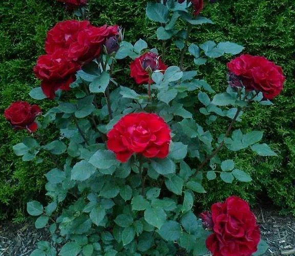 Appartamento Alpenapart Walch *